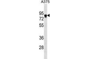 Western blot analysis in A375 cell line lysates (35ug/lane) using Melanophilin / MLPH  Antibody (C-term). (Melanophilin 抗体  (C-Term))