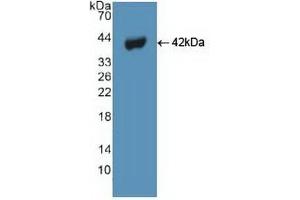 Detection of Recombinant BECN1, Human using Polyclonal Antibody to Beclin 1 (BECN1) (Beclin 1 抗体  (AA 1-273))