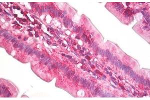 Anti-EIF4A antibody IHC staining of human small intestine. (EIF4A2 抗体  (AA 50-100))