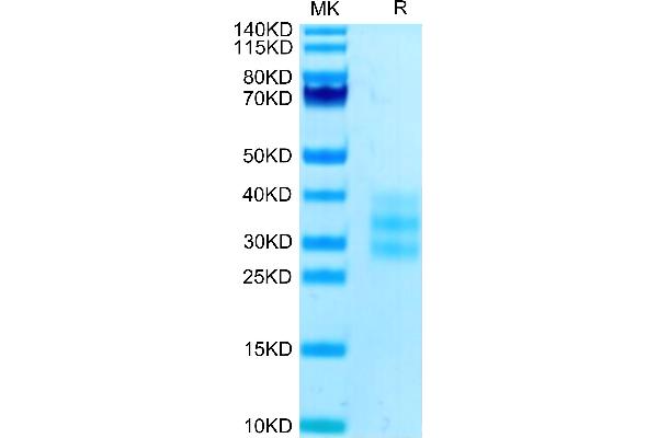 FLT3LG Protein (AA 27-185) (His tag)