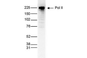 Western Blot of anti-Pol II antibody Western Blot results of Mouse anti-Pol II antibody. (POLR2A/RPB1 抗体)