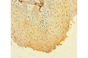 Immunohistochemistry of paraffin-embedded human tonsil tissue using ABIN7160181 at dilution of 1:100 (CD14 抗体  (AA 20-345))