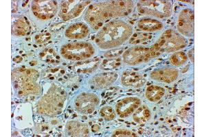 ABIN2562244 (2µg/ml) staining of paraffin embedded Human Kidney. (DMRT2 抗体  (C-Term))