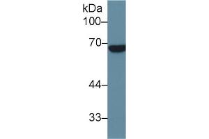 Western Blot; Sample: Human Placenta lysate; Primary Ab: 1µg/ml Rabbit Anti-Human ALPPL2 Antibody Second Ab: 0. (ALPPL2 抗体  (AA 20-333))