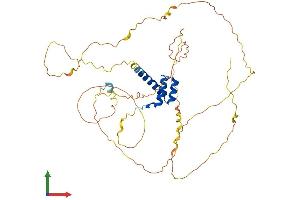 AlphaFold protein structure predicition of Mouse Recombinant Hoxb3 Protein, UniprotID P09026