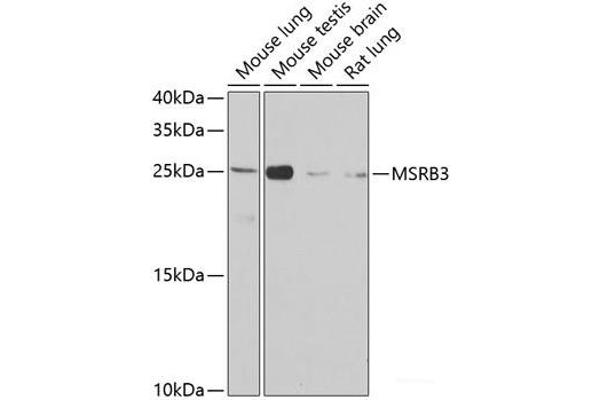 MSRB3 抗体