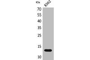 Western Blot analysis of K562 cells using Lymphotactin Polyclonal Antibody. (XCL1 抗体  (Internal Region))