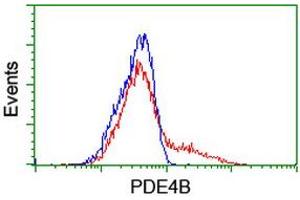 HEK293T cells transfected with either RC211956 overexpress plasmid (Red) or empty vector control plasmid (Blue) were immunostained by anti-PDE4B antibody (ABIN2455015), and then analyzed by flow cytometry. (PDE4B 抗体)
