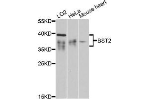 Western blot analysis of extracts of various cell lines, using BST2 antibody (ABIN6129547, ABIN6137673, ABIN6137675 and ABIN6215924) at 1:3000 dilution. (BST2 抗体  (AA 49-161))