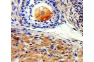 IHC-P analysis of Ovary tissue, with DAB staining. (SIGLEC10 抗体  (AA 571-697))