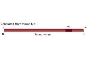 Image no. 3 for anti-Cyclin-Dependent Kinase Inhibitor 1B (p27, Kip1) (CDKN1B) (AA 1-197) antibody (ABIN967851)