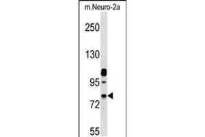 Western blot analysis in mouse Neuro-2a cell line lysates (35ug/lane). (NEK8 抗体  (C-Term))