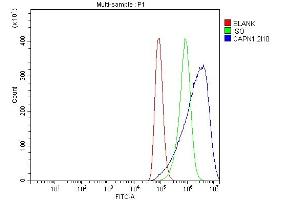 Flow Cytometry analysis of A549 cells using anti-Calpain 1 antibody (ABIN7601600). (CAPNL1 抗体  (AA 396-555))
