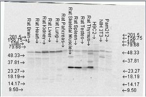 Western Blot analysis of Rat Brain, Heart, Kidney, Liver, Pancreas, Skeletal muscle, Spleen, Testes, Thymus cell lysates showing detection of FKBP52 protein using Mouse Anti-FKBP52 Monoclonal Antibody, Clone Hi52C (ABIN361686 and ABIN361687).