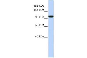 Western Blotting (WB) image for anti-PAX3 and PAX7 Binding Protein 1 (PAXBP1) antibody (ABIN2459131) (PAX3 and PAX7 Binding Protein 1 (PAXBP1) 抗体)