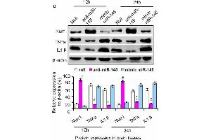 Western Blotting (WB) image for anti-Actin, beta (ACTB) antibody (ABIN3020544)