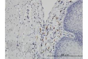 Image no. 4 for anti-Leucine Proline-Enriched Proteoglycan (Leprecan) 1 (LEPRE1) (AA 1-100) antibody (ABIN599294) (LEPRE1 抗体  (AA 1-100))