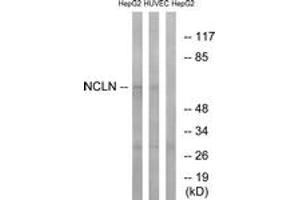 Western blot analysis of extracts from HepG2/HuvEc cells, using NCLN Antibody.