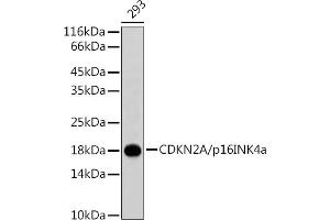 Western blot analysis of extracts of 293 cells, using CDKN2A/p16INK4a antibody .