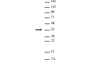 Histone H1 antibody (pAb) tested by Western blot. (Histone H1 抗体)