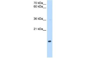 Western Blotting (WB) image for anti-NADH Dehydrogenase (Ubiquinone) 1 beta Subcomplex, 5, 16kDa (NDUFB5) (Middle Region) antibody (ABIN2782176)