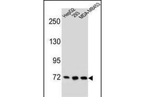 ZN Antibody (C-term) (ABIN655698 and ABIN2845151) western blot analysis in HepG2,293,MDA-M cell line lysates (35 μg/lane). (ZNF860 抗体  (C-Term))