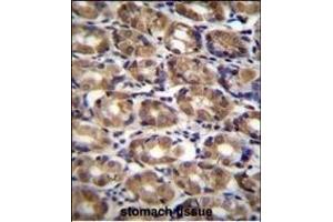 AXIN1 Antibody (C-term) (ABIN655972 and ABIN2845357) immunohistochemistry analysis in formalin fixed and paraffin embedded human stomach tissue followed by peroxidase conjugation of the secondary antibody and DAB staining. (Axin 抗体  (C-Term))