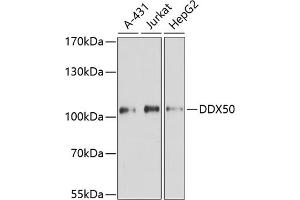 Western blot analysis of extracts of various cell lines, using DDX50 antibody (ABIN6129371, ABIN6139509, ABIN6139510 and ABIN6224730) at 1:3000 dilution. (DDX50 抗体  (AA 1-135))