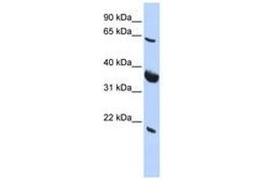 Image no. 1 for anti-Signal Recognition Particle Receptor (Docking Protein) (SRPR) (AA 215-264) antibody (ABIN6740671)