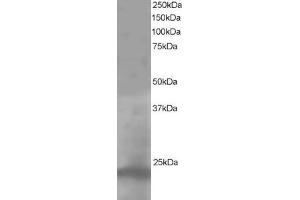 ABIN184993 staining (1µg/ml) of A431 lysate (RIPA buffer, 35µg total protein per lane). (Pallidin 抗体  (C-Term))