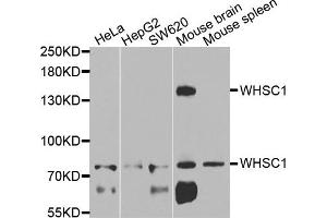 Western blot analysis of extracts of various cells, using WHSC1 antibody. (WHSC1 抗体)
