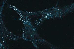 Immunofluorescent staining of WI38 cells with anti-paxillin. (Paxillin 抗体  (AA 1-557))