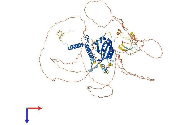 AHRR Protein (AA 1-701) (His tag)