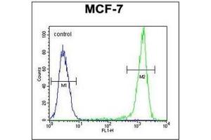 Flow Cytometric analysis of MCF-7 cells using SGMS2 Antibody (C-term) Cat. (Sphingomyelin Synthase 2 抗体  (C-Term))