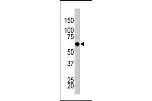 The PCTK3 polyclonal antibody  is used in Western blot to detect PCTK3 in HL-60 cell lysate. (CDK18 抗体  (N-Term))