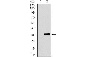 Western Blotting (WB) image for anti-Purinergic Receptor P2Y, G-Protein Coupled, 13 (P2RY13) (AA 1-49) antibody (ABIN1845370) (Purinergic Receptor P2Y, G-Protein Coupled, 13 (P2RY13) (AA 1-49) 抗体)
