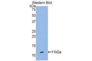 Western Blotting (WB) image for anti-Selenoprotein W, 1 (SEPW1) (AA 1-86) antibody (ABIN1860531) (Selenoprotein W 抗体  (AA 1-86))