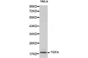 Western Blotting (WB) image for anti-Transforming Growth Factor, alpha (TGFA) (AA 24-98) antibody (ABIN3020948) (TGFA 抗体  (AA 24-98))