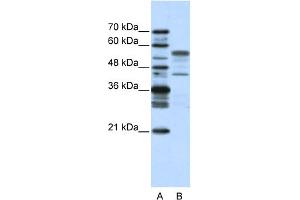 WB Suggested Anti-BLZF1 Antibody Titration:  2. (BLZF1 抗体  (N-Term))
