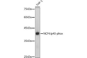 Western blot analysis of extracts of THP-1 cells, using NCF4/p40-phox antibody (ABIN7268900) at 1:1000 dilution.