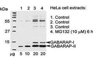 Western blot testing of GABARAP antibody and Hela cells treated with 26S proteasome complex blocker MG132. (GABARAP 抗体  (AA 1-30))