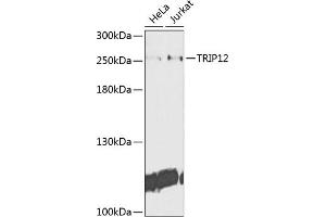 Western blot analysis of extracts of various cell lines, using TRIP12 antibody (ABIN6129753, ABIN6149543, ABIN6149544 and ABIN6225295) at 1:1000 dilution. (TRIP12 抗体  (AA 1-240))