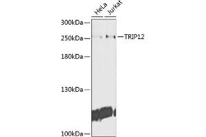 TRIP12 抗体  (AA 1-240)