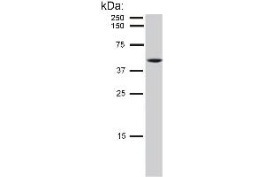 Detection of cytokeratin 8 in HeLa cell lysate by mouse monoclonal antibody C-51 . (KRT8 抗体)