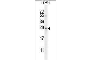 BHLHA15 Antibody (C-term) (ABIN654606 and ABIN2844305) western blot analysis in  cell line lysates (35 μg/lane). (BHLHA15 抗体  (C-Term))