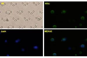Image no. 8 for anti-Catenin (Cadherin-Associated Protein), beta 1, 88kDa (CTNNB1) (AA 682-781) antibody (ABIN514758)