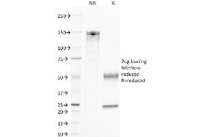 SDS-PAGE Analysis Purified CD45 MAb (135-4C5).