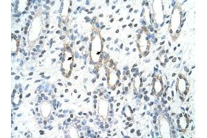 BAG2 antibody was used for immunohistochemistry at a concentration of 4-8 ug/ml to stain Epithelial cells of renal tubule (arrows) in Human Kidney. (BAG2 抗体  (C-Term))