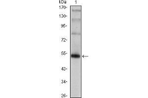 Western blot analysis using FOXP3 mAb against FOXP3(AA: 2-193)-hIgGFc transfected HEK293 cell.