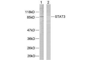Western blot analysis of extracts from HeLa cells using STAT3 (Ab-727) antibody (E021046). (STAT3 抗体)
